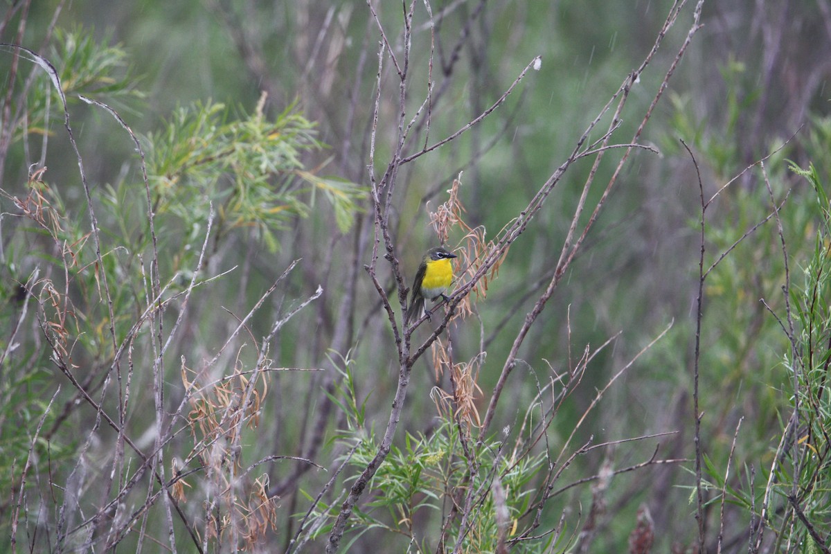 Yellow-breasted Chat - ML620532423