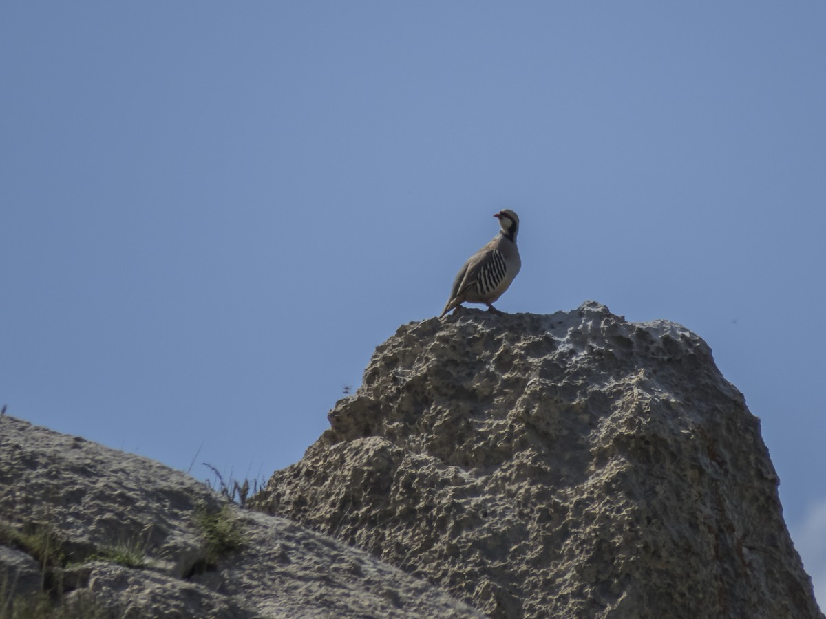 Chukar - ML620532429