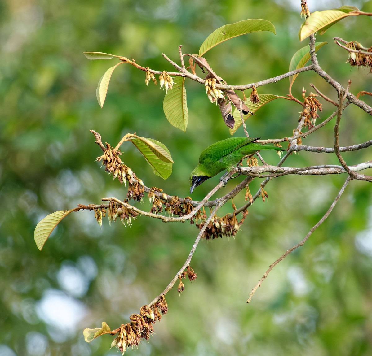 Greater Green Leafbird - ML620532432