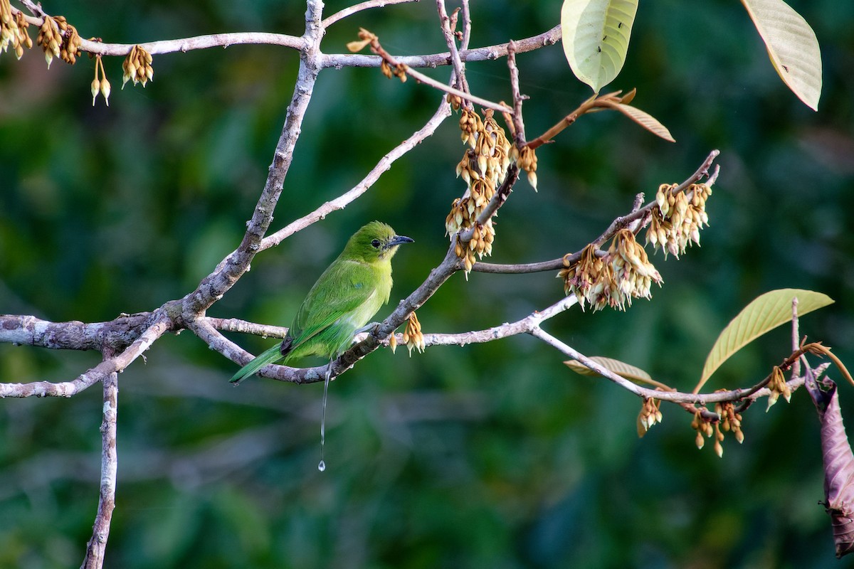 Lesser Green Leafbird - ML620532433