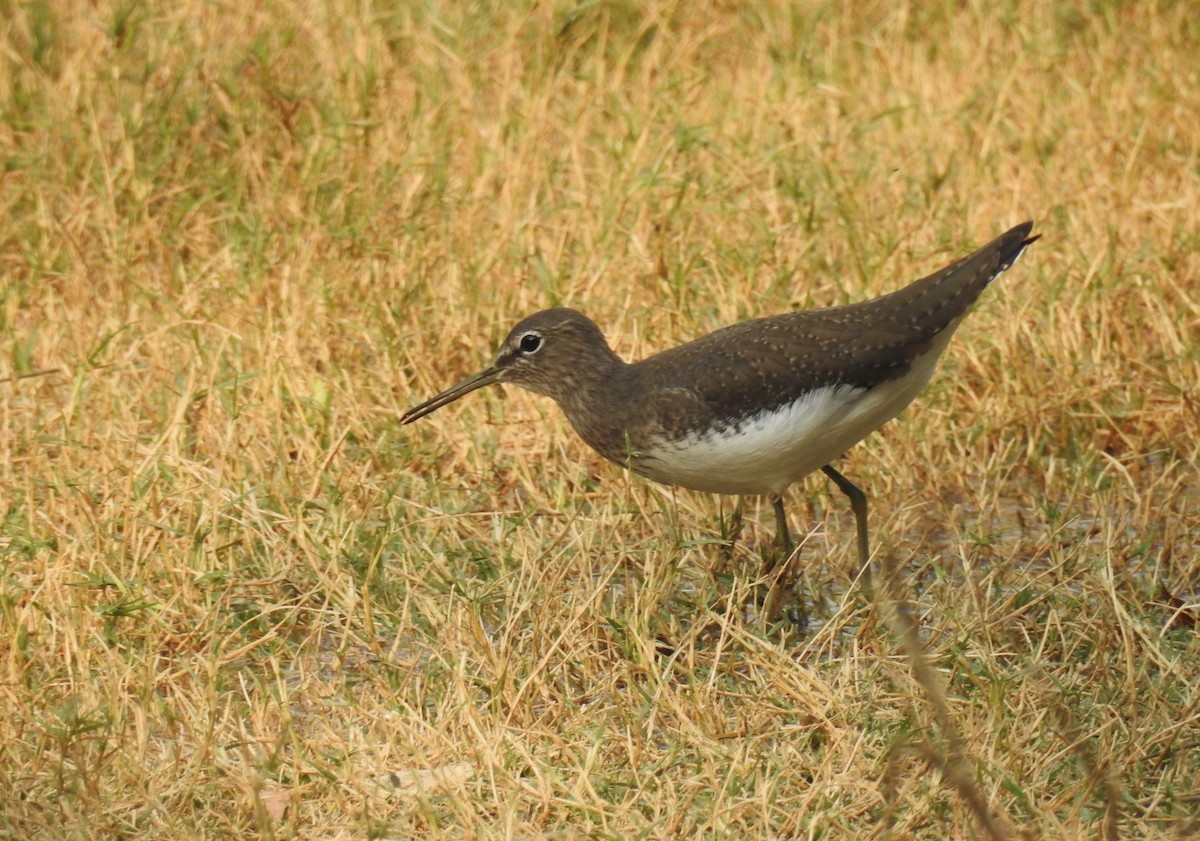 Green Sandpiper - ML620532434