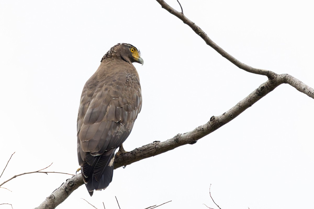 Crested Serpent-Eagle - ML620532435