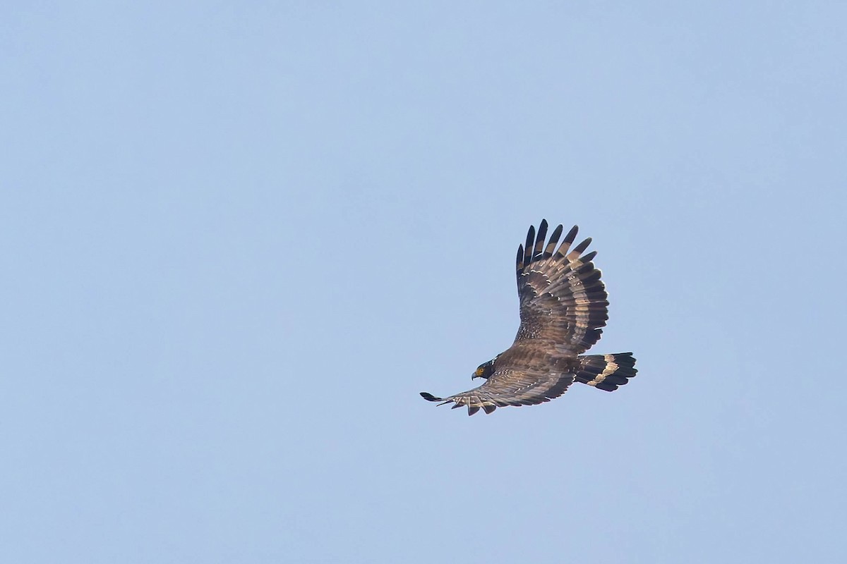 Crested Serpent-Eagle - ML620532442