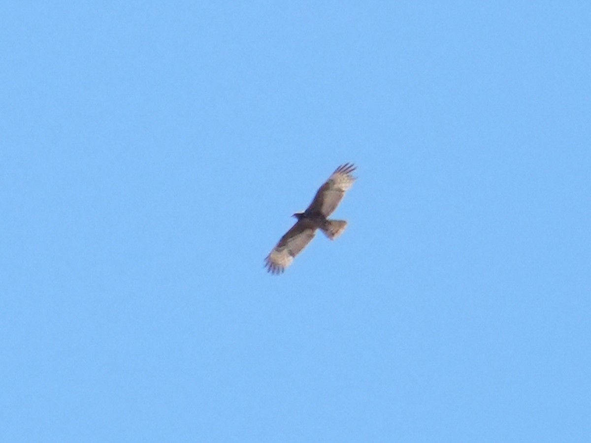 Oriental Honey-buzzard - Moosa Mazinanian