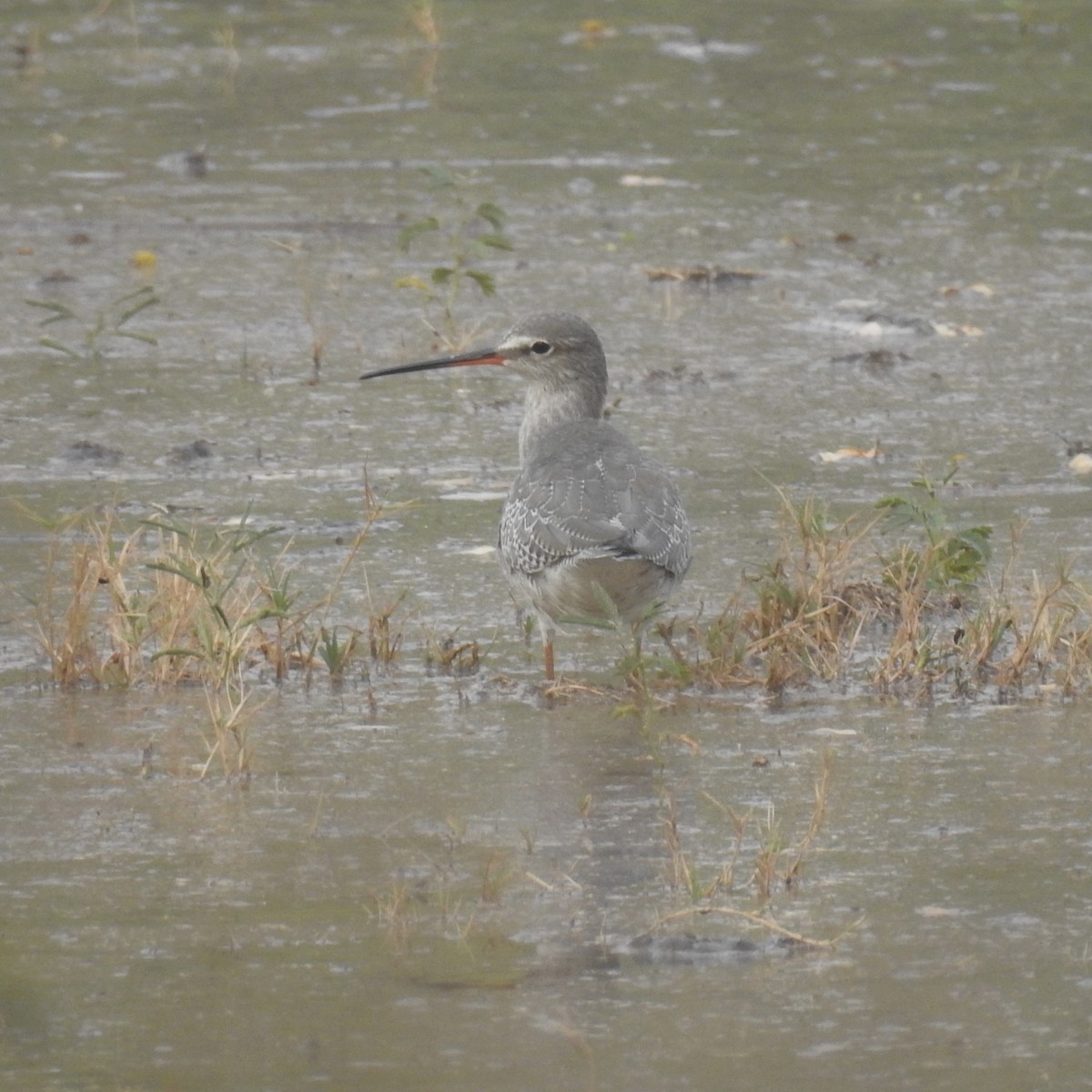 Spotted Redshank - ML620532448