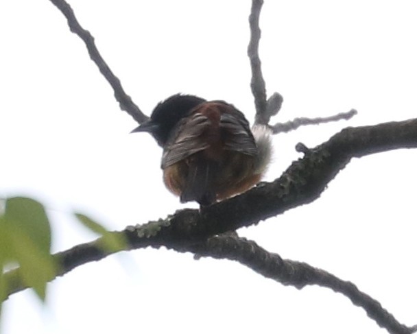 Orchard Oriole - Bobby Brown