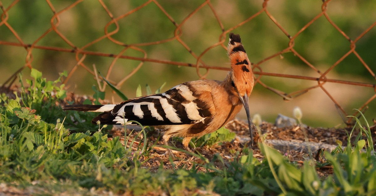 Eurasian Hoopoe - ML620532454