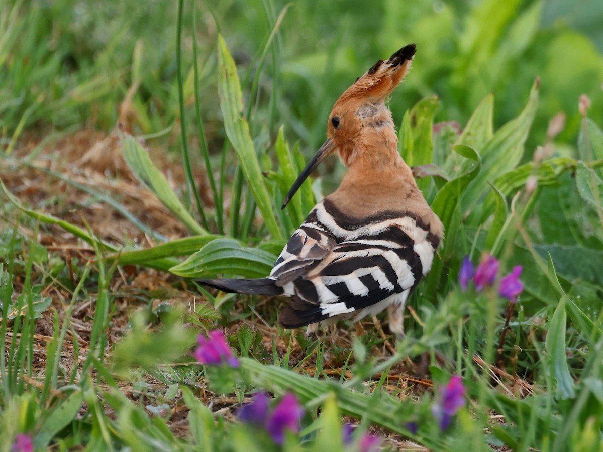 Eurasian Hoopoe - ML620532455