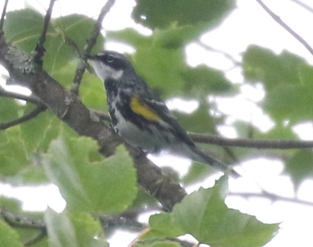 Yellow-rumped Warbler (Myrtle) - ML620532459