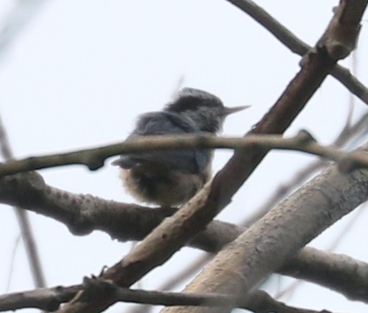 Red-breasted Nuthatch - ML620532460