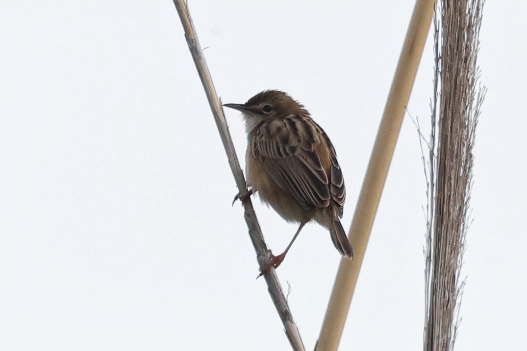 Zitting Cisticola - ML620532465