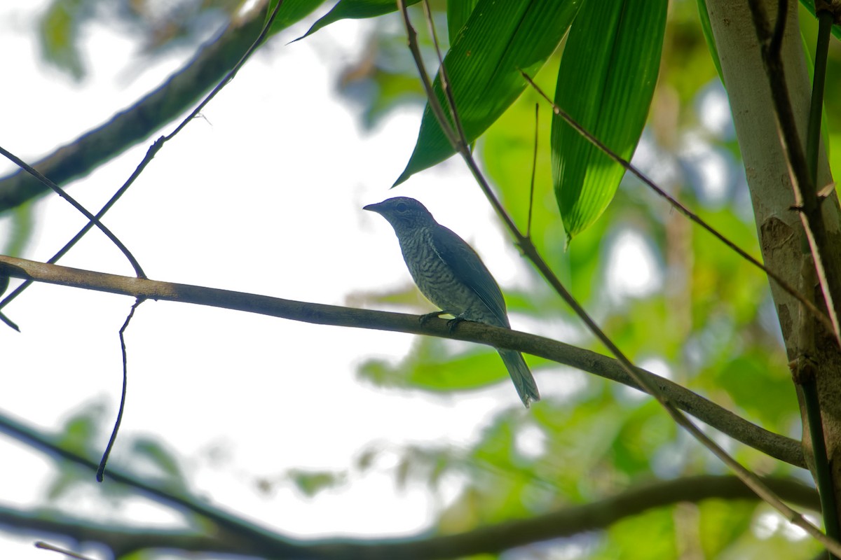 Banded Bay Cuckoo - ML620532476