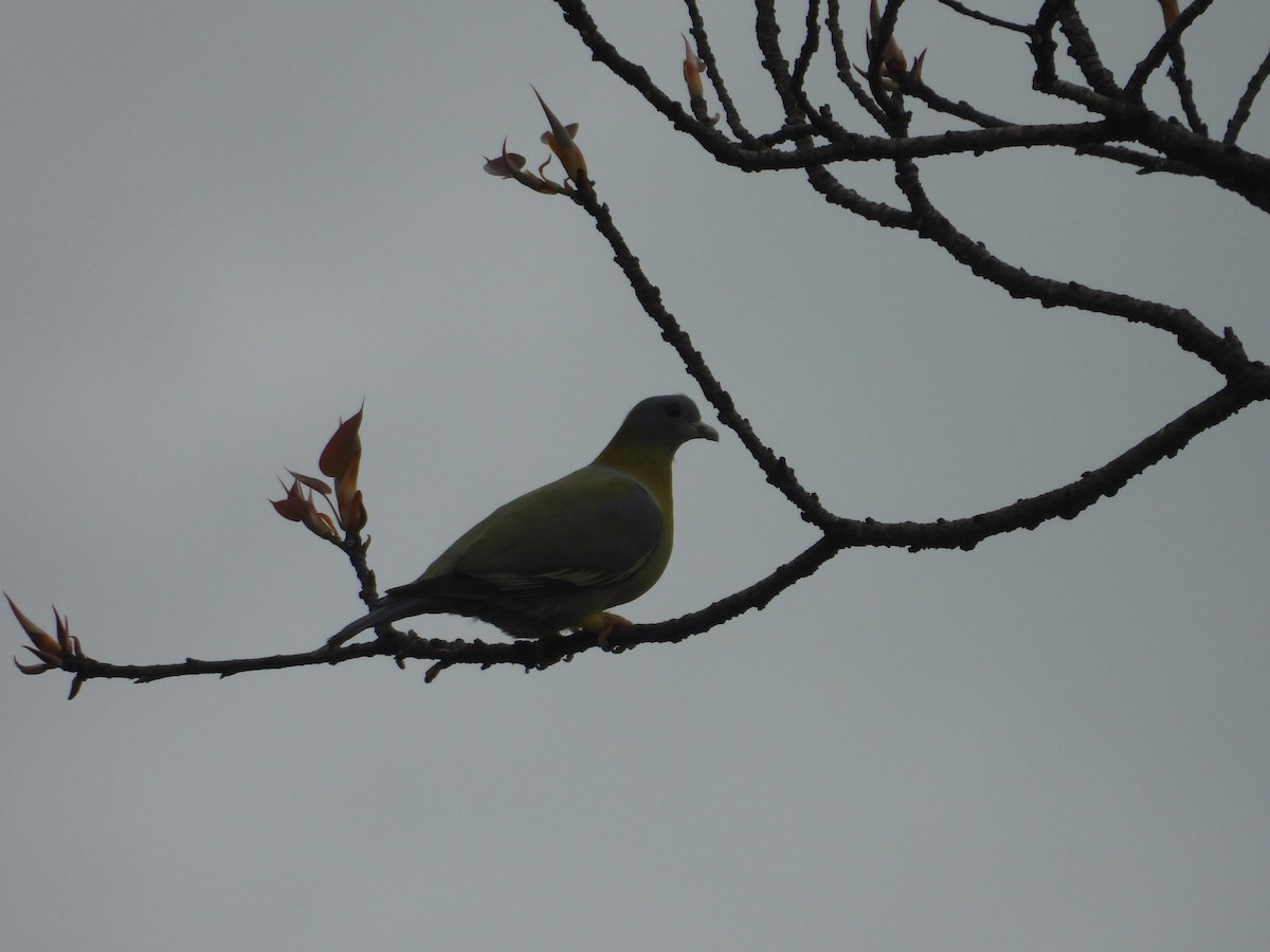 Yellow-footed Green-Pigeon - ML620532480