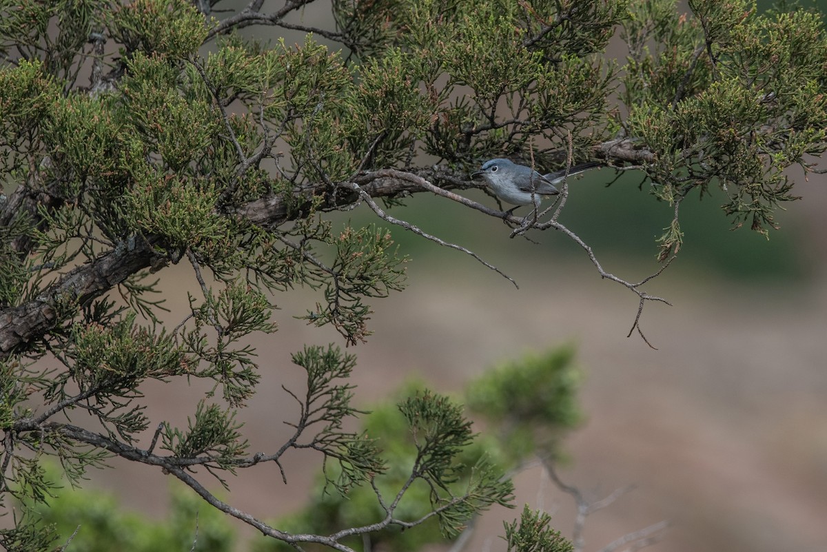 Blue-gray Gnatcatcher - Clay Billman