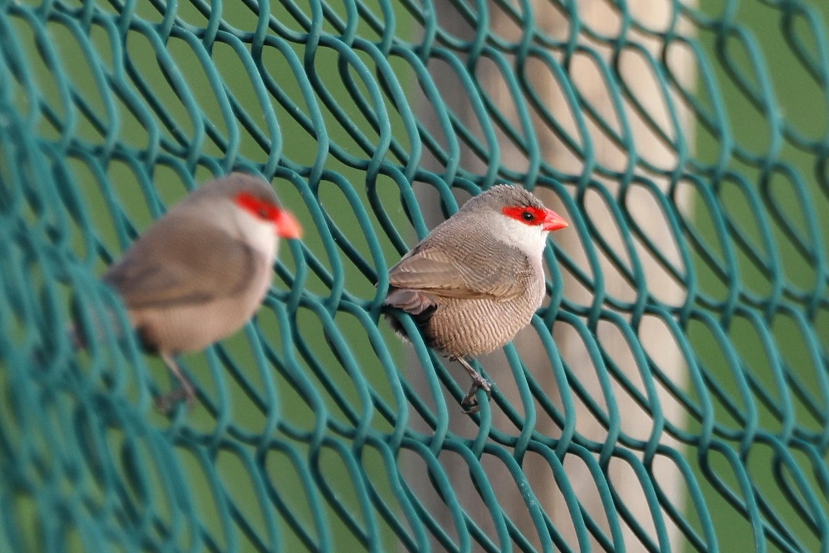 Common Waxbill - ML620532487