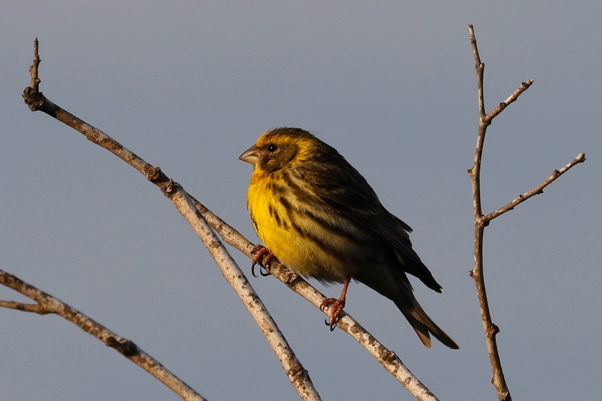 European Serin - ML620532500