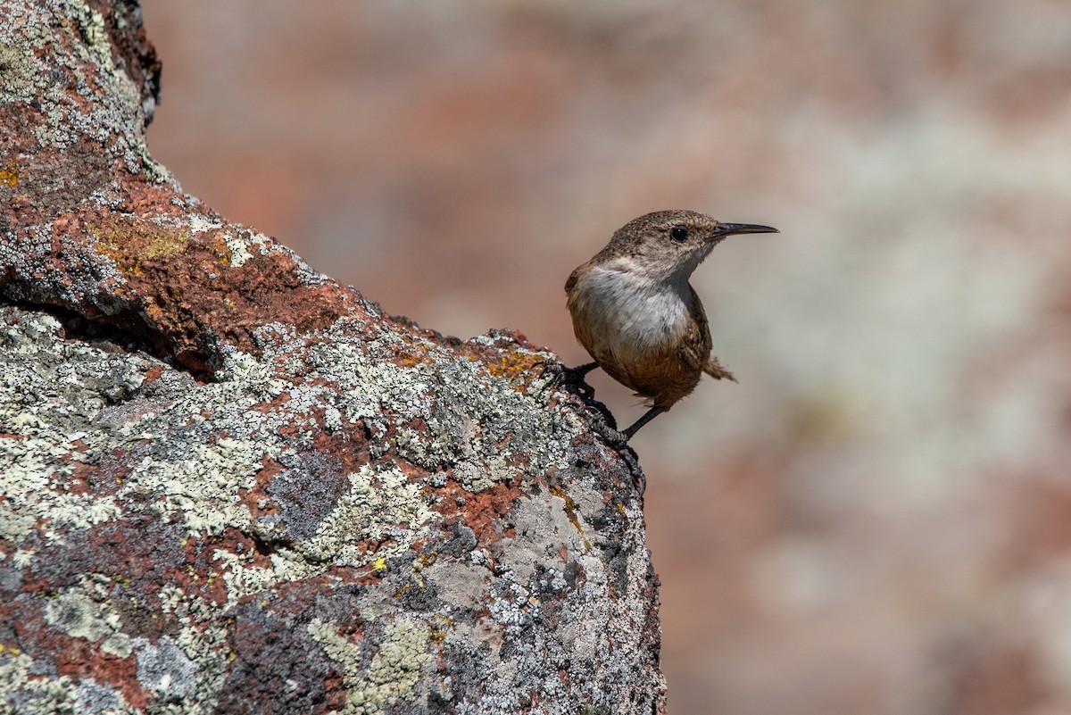 Canyon Wren - ML620532520