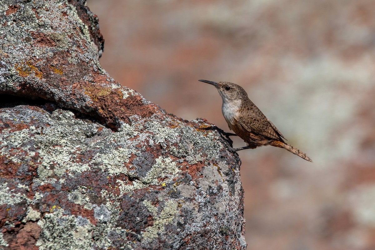 Canyon Wren - Clay Billman