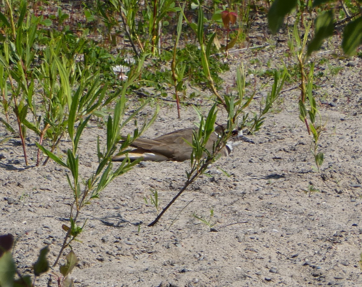 Killdeer - ML620532528