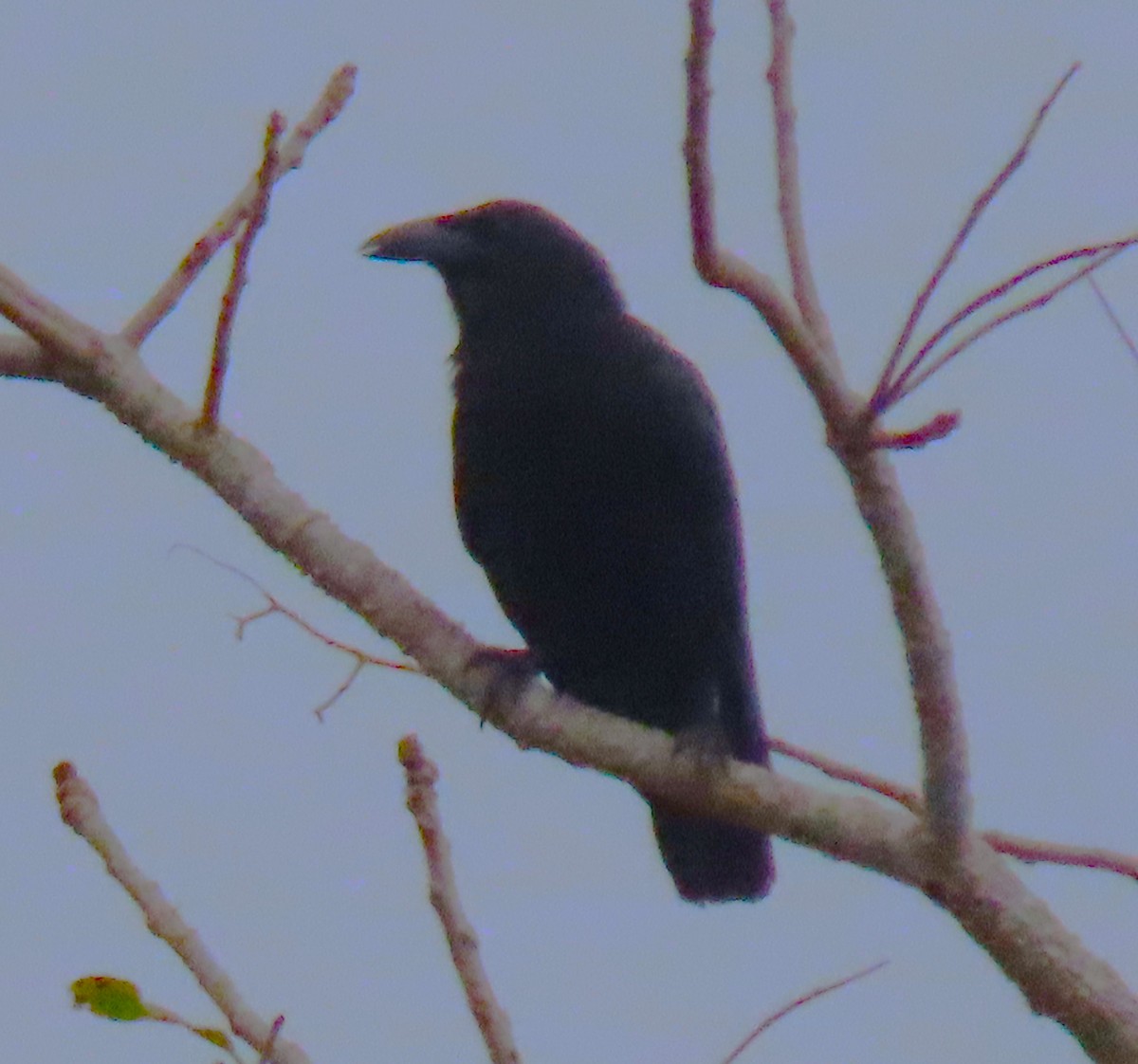 Cuban Crow - ML620532534