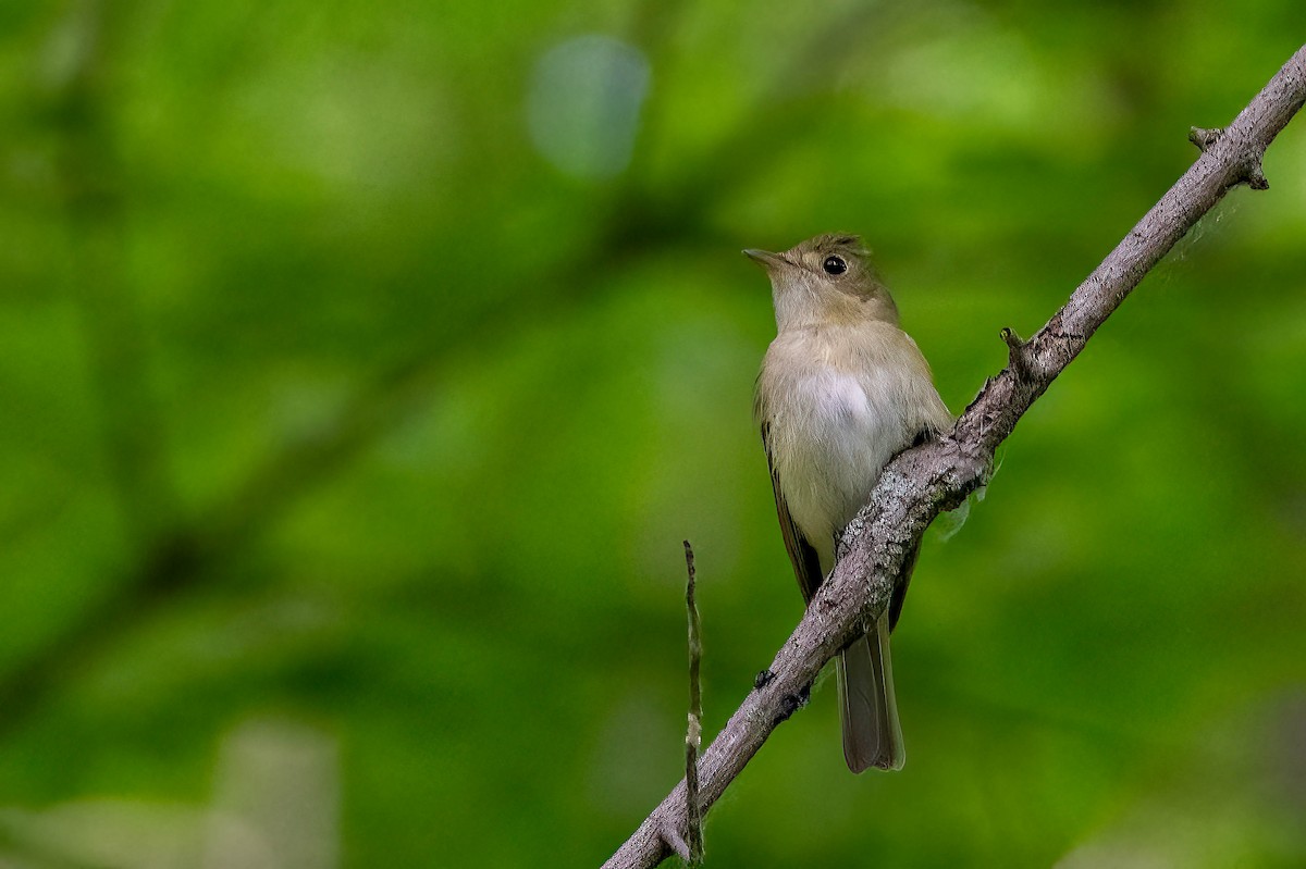 Acadian Flycatcher - ML620532535