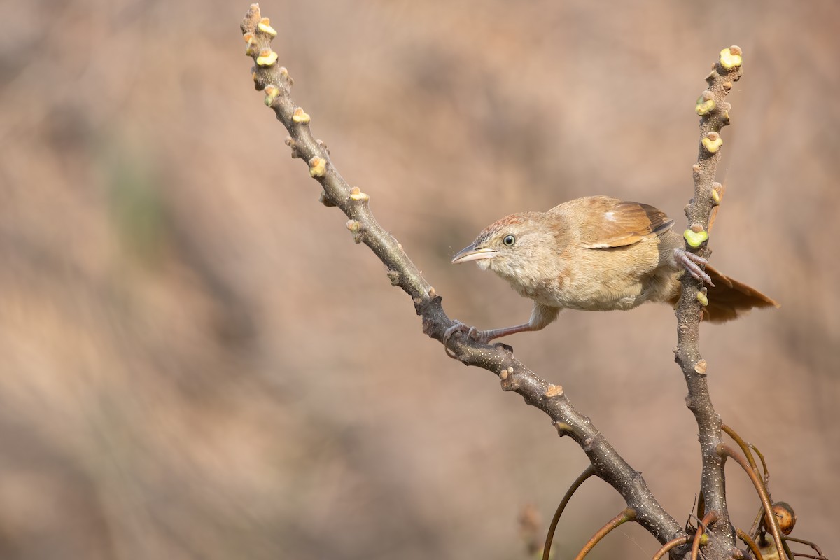 Freckle-breasted Thornbird - ML620532536