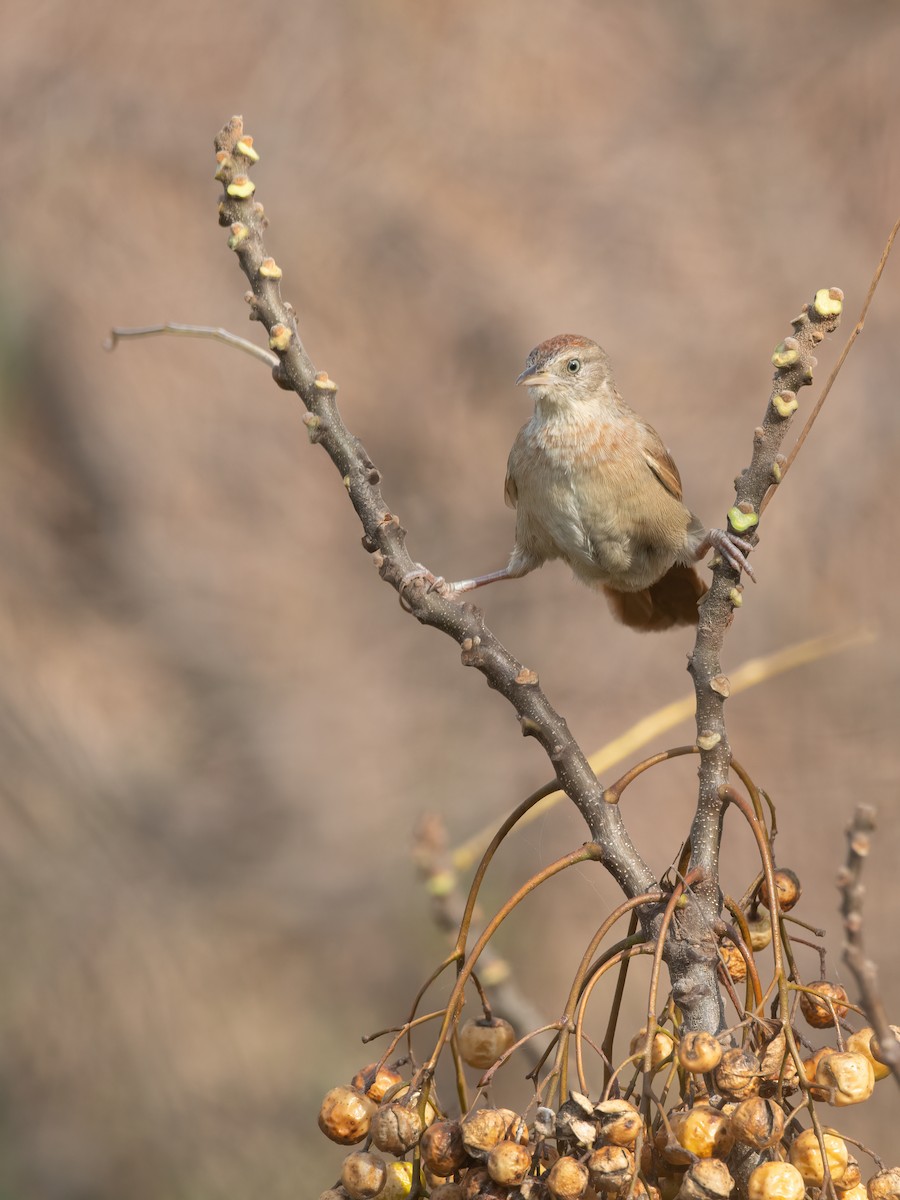 Freckle-breasted Thornbird - ML620532537