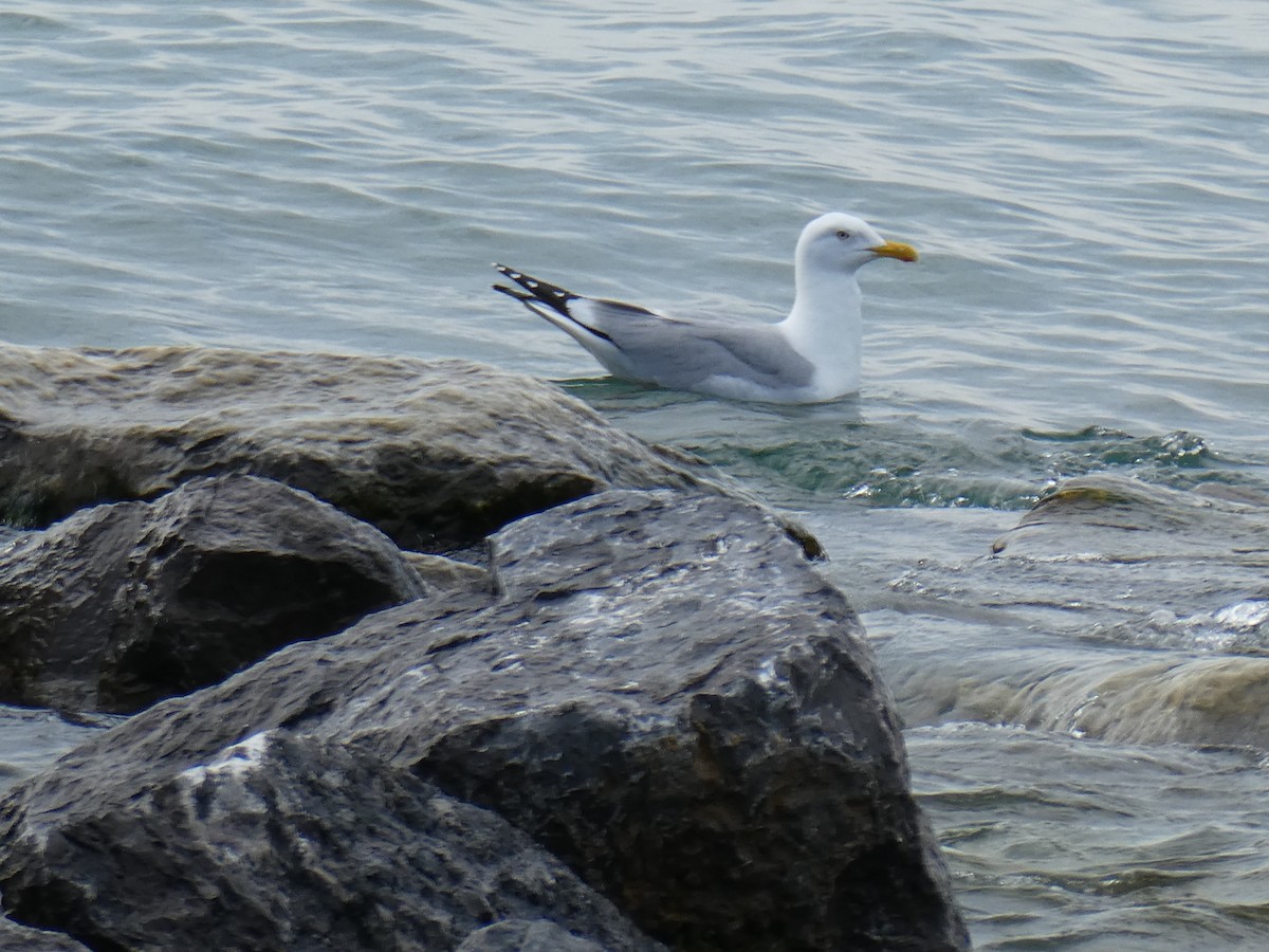 Gaviota Argéntea - ML620532540