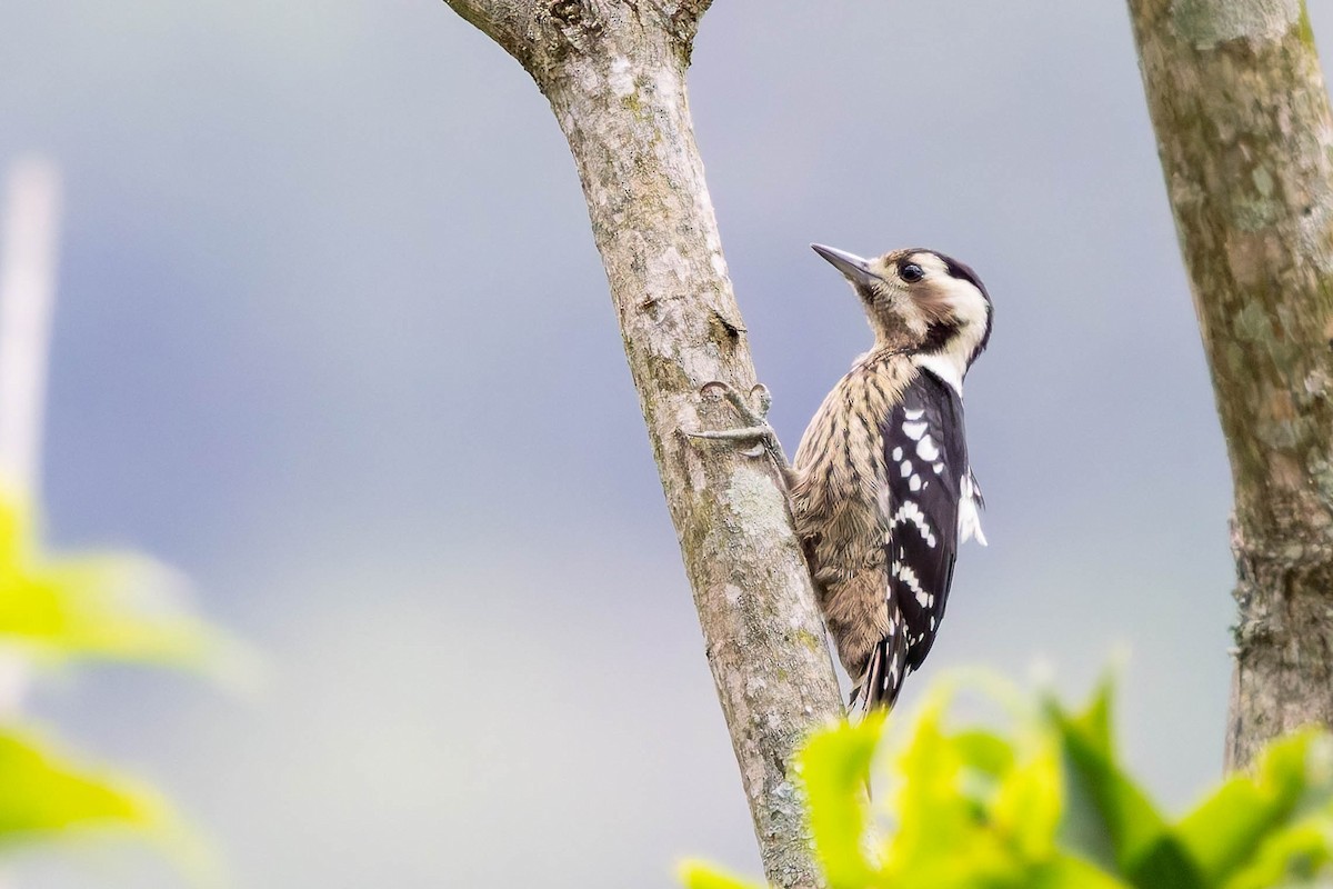 Gray-capped Pygmy Woodpecker - ML620532541