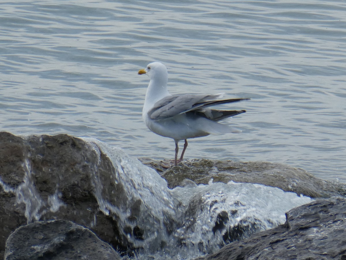 Gaviota Argéntea - ML620532542