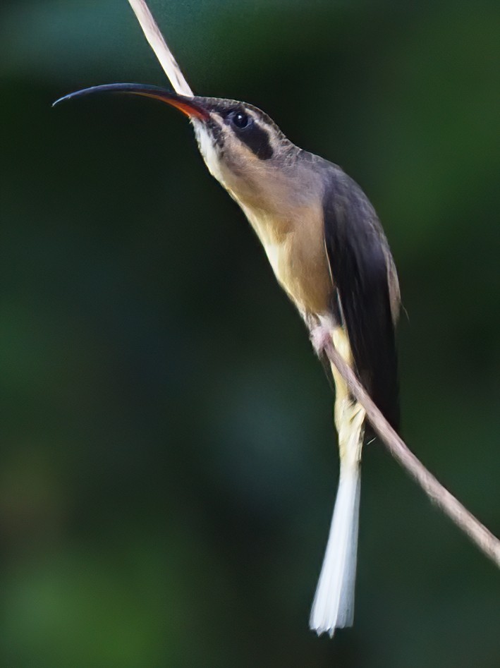 Tawny-bellied Hermit - ML620532543