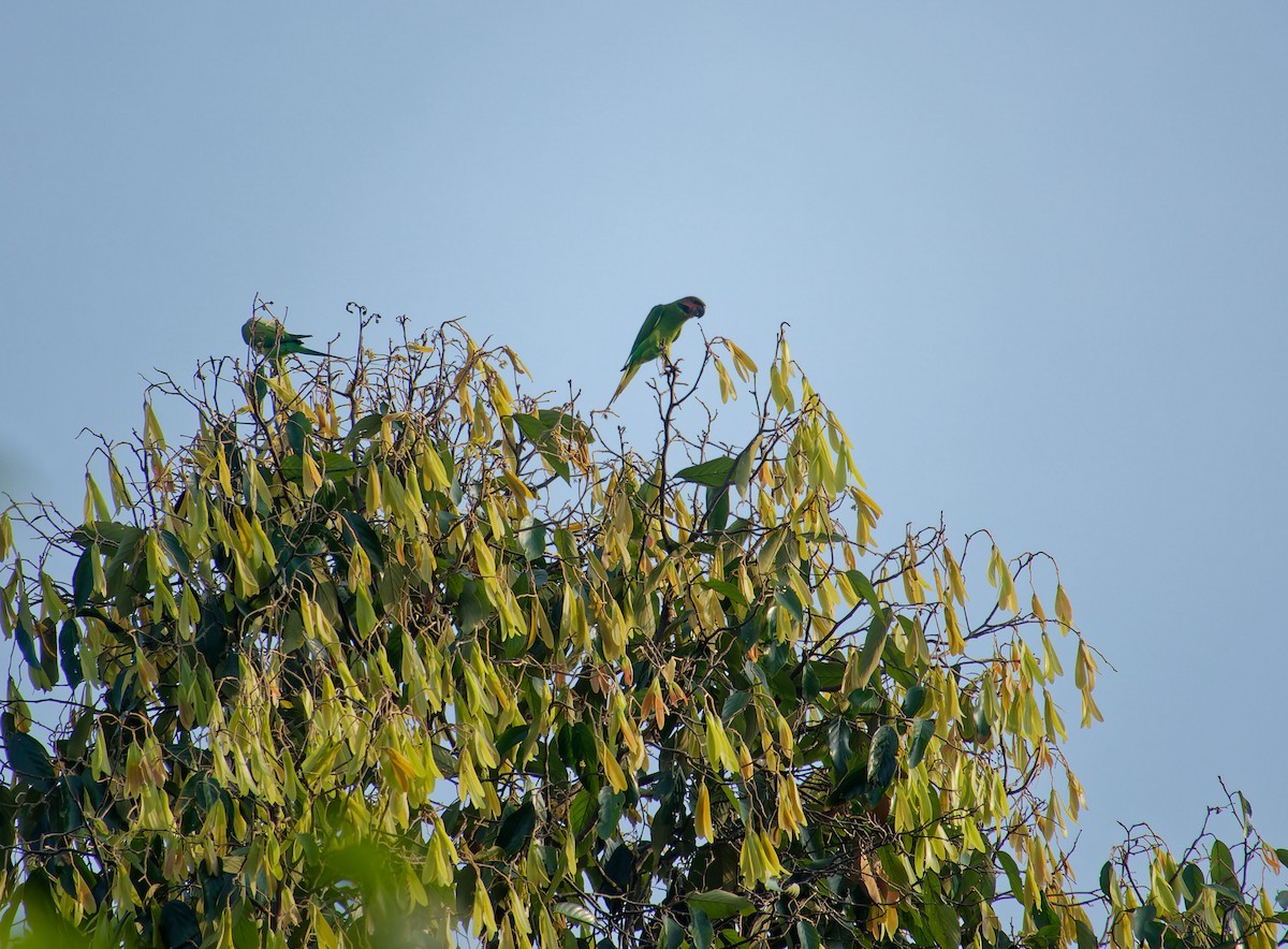 Long-tailed Parakeet - ML620532544