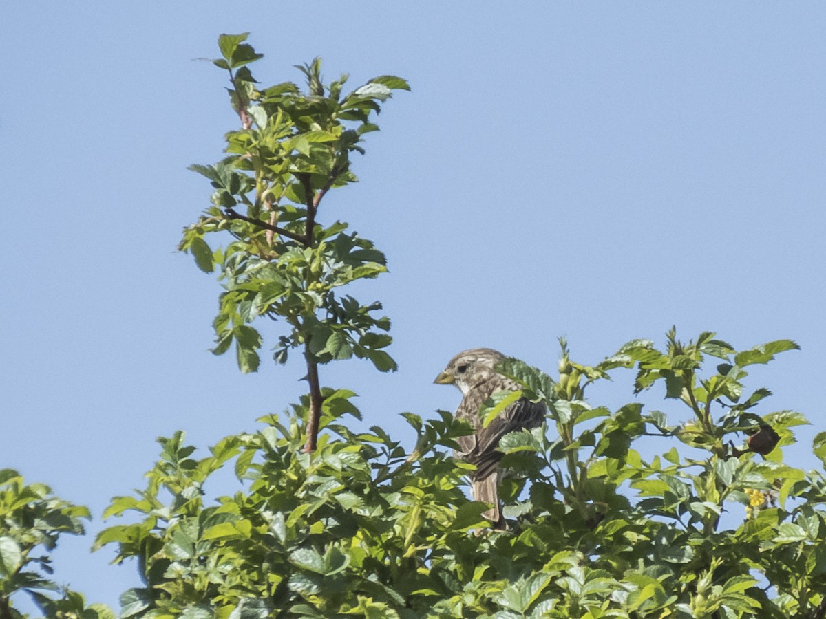 Corn Bunting - ML620532545