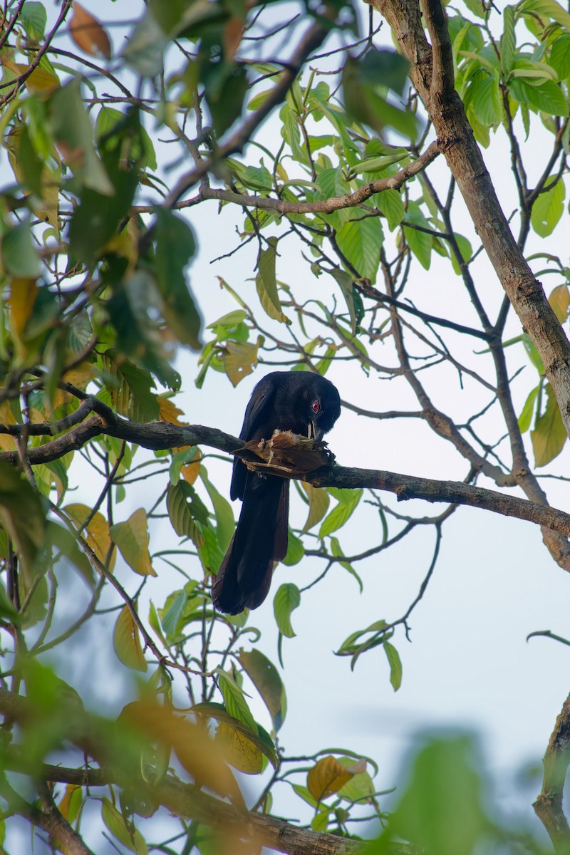 Urraca Negra (aterrimus) - ML620532553