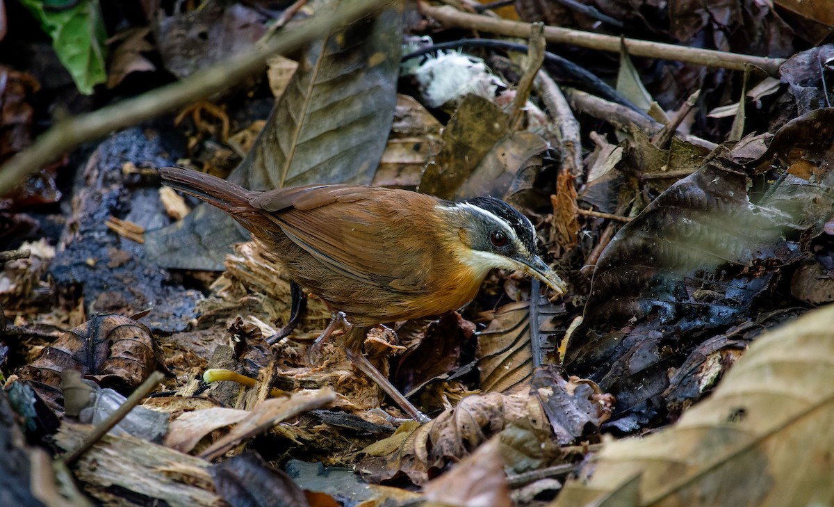 Bornean Black-capped Babbler - ML620532558