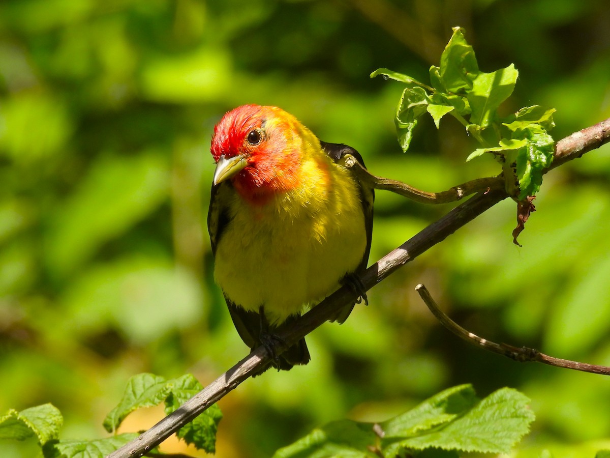 Western Tanager - ML620532560