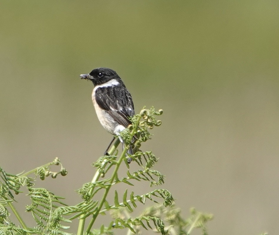 European Stonechat - ML620532563