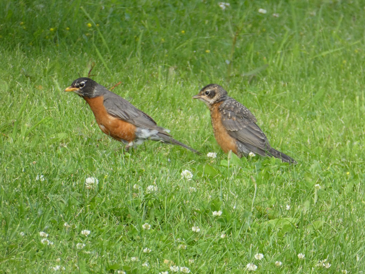 American Robin - ML620532567