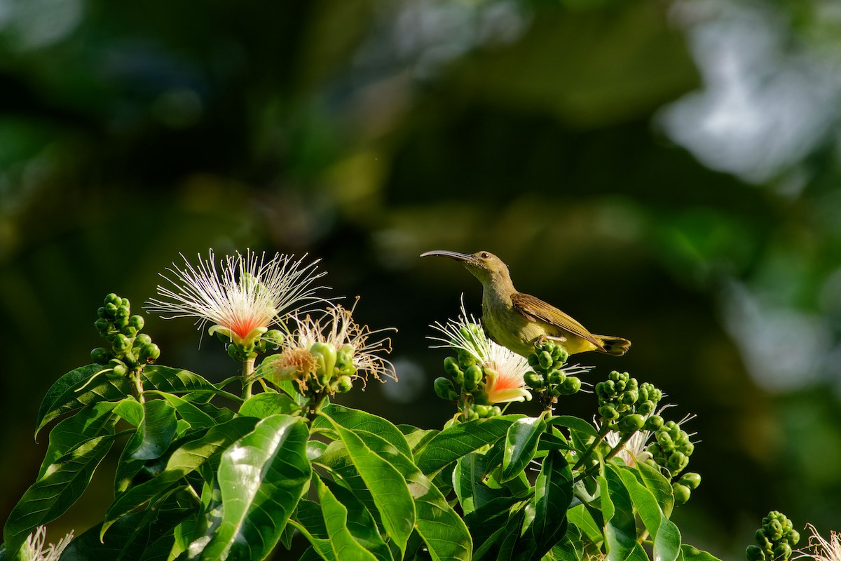 Thick-billed Spiderhunter - ML620532571