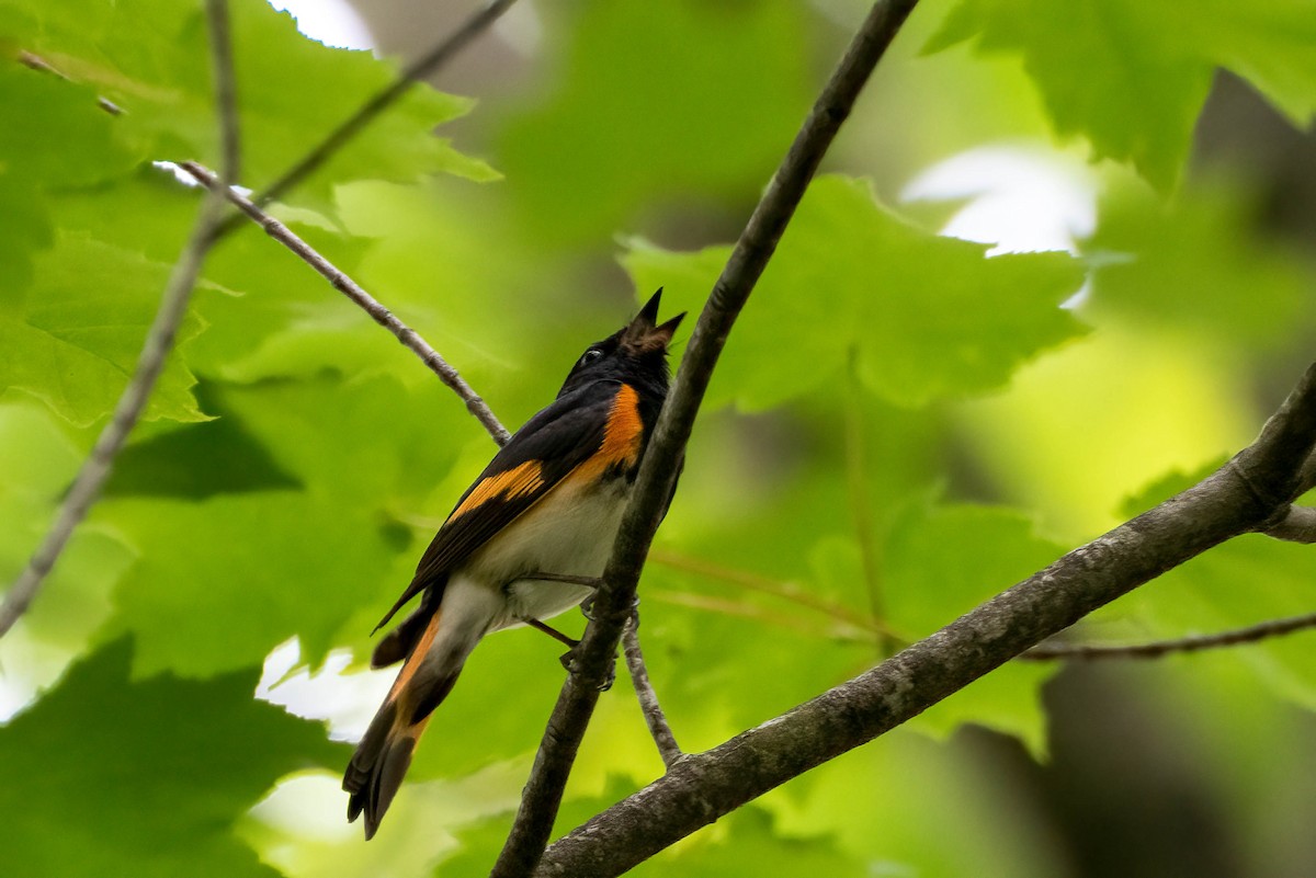 American Redstart - ML620532572