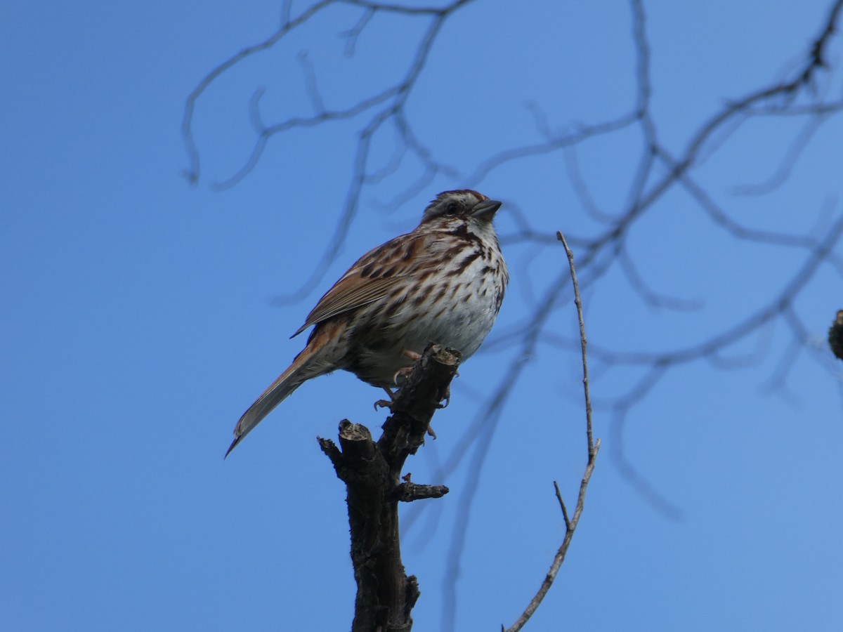 Song Sparrow - ML620532574