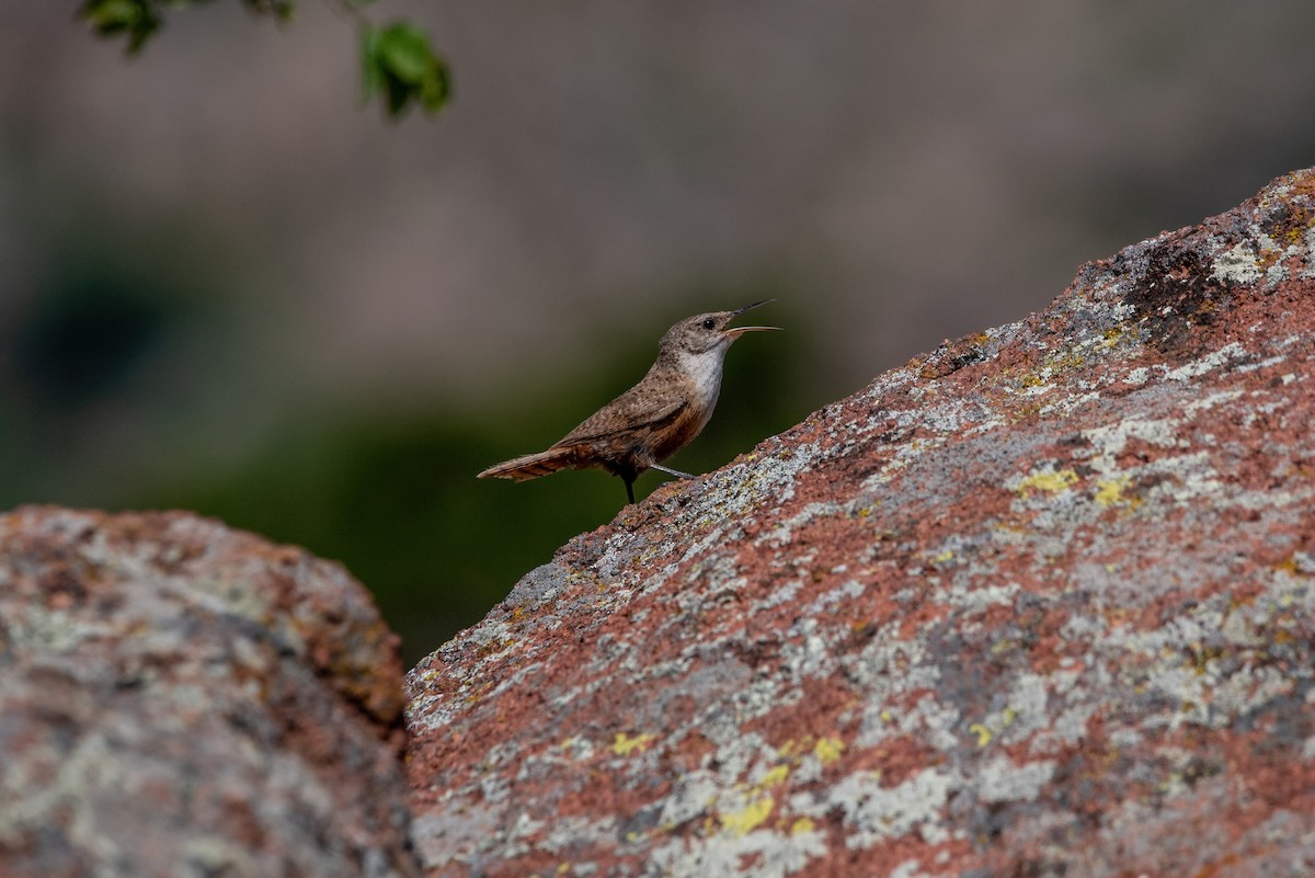 Canyon Wren - ML620532575