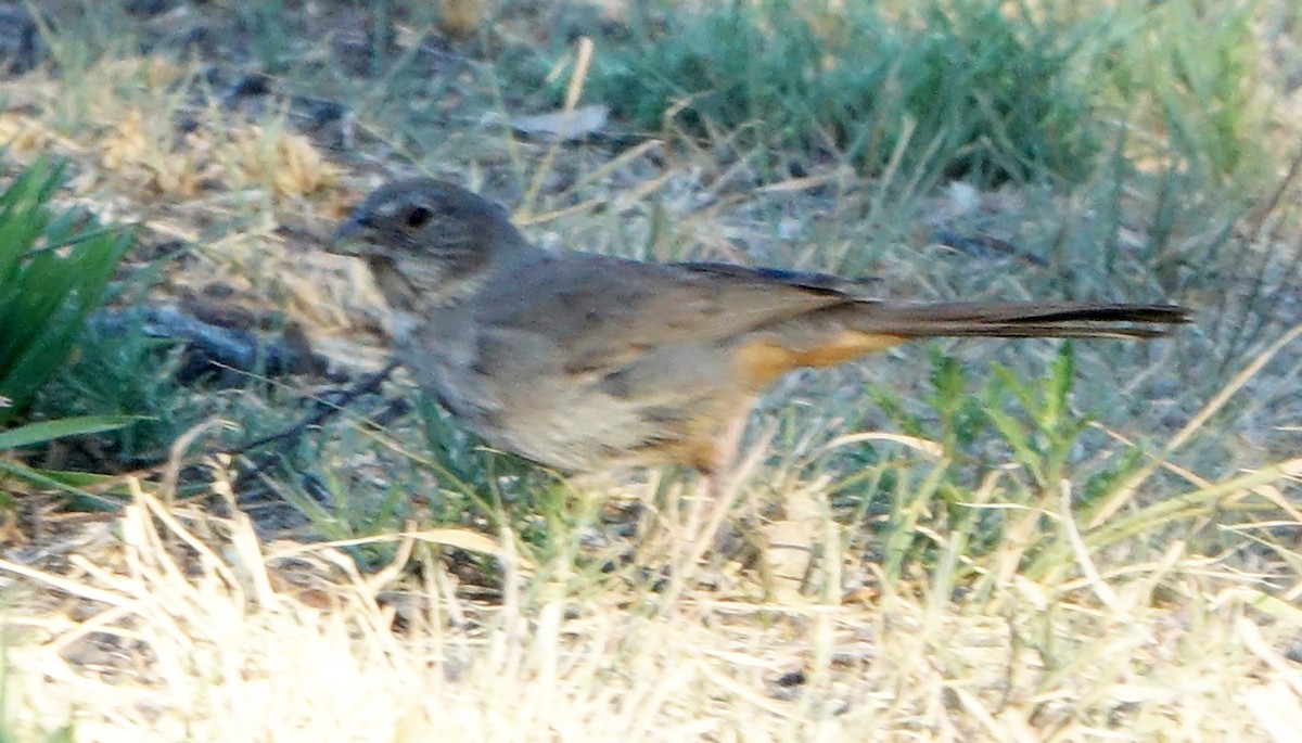 Canyon Towhee - ML620532578