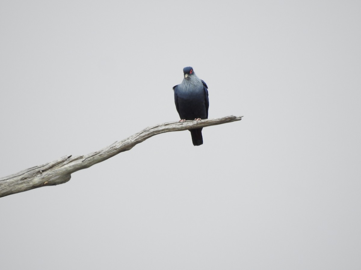 Madagascar Blue-Pigeon - ML620532579