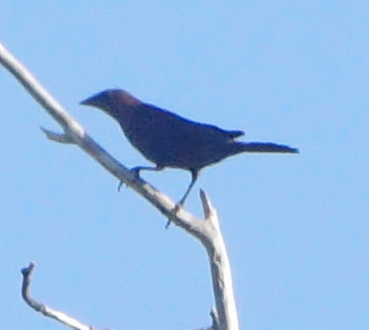 Brown-headed Cowbird - ML620532583