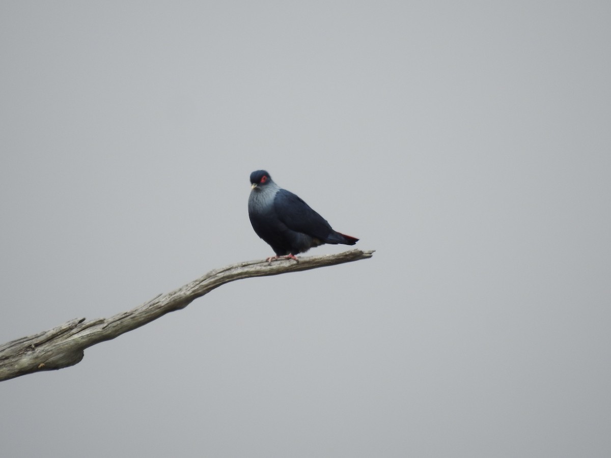 Madagascar Blue-Pigeon - Wenyi Zhou