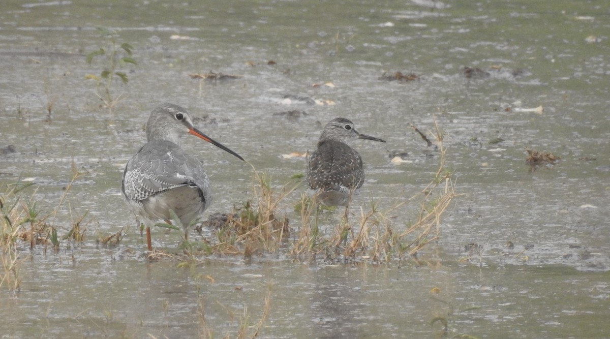 Spotted Redshank - ML620532585