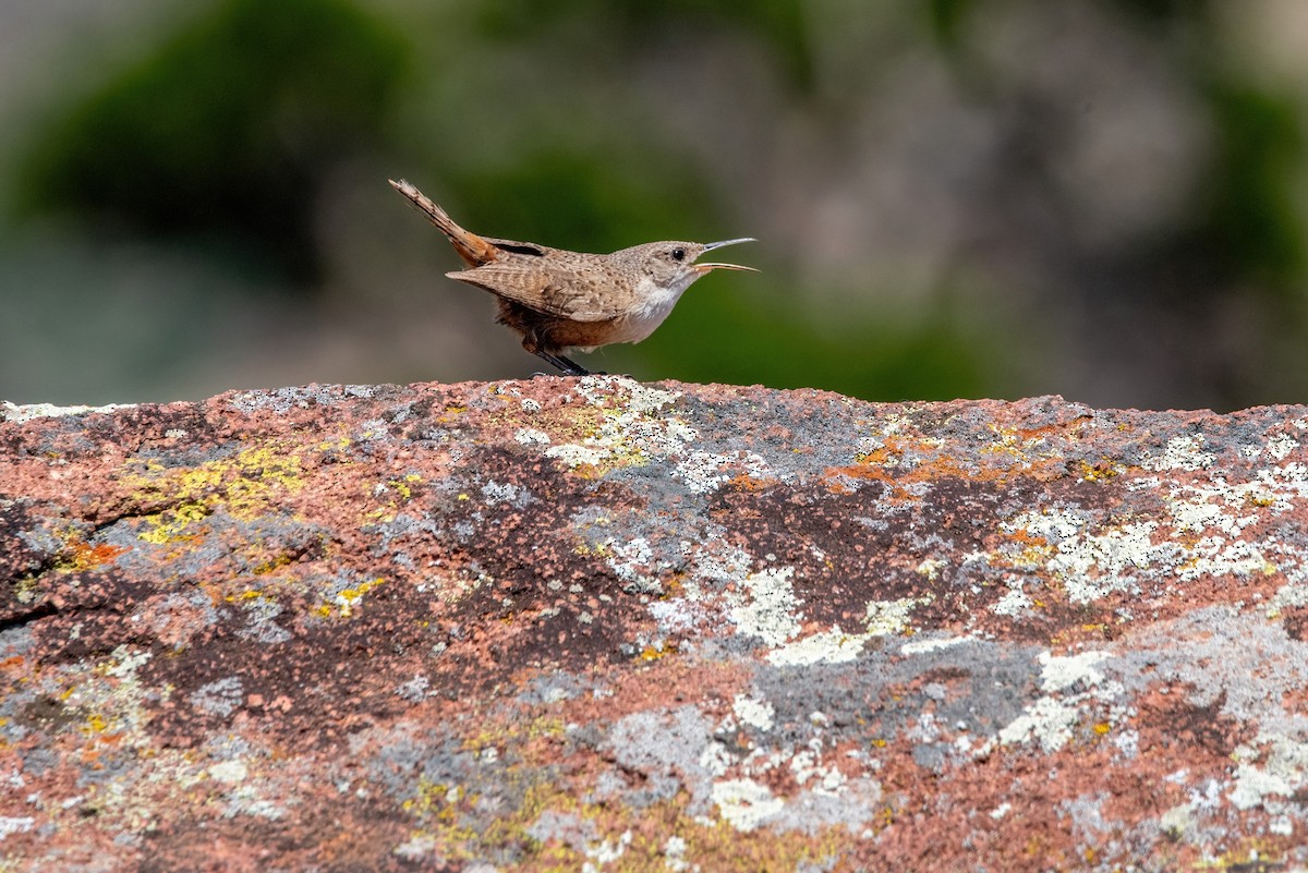 Canyon Wren - ML620532588