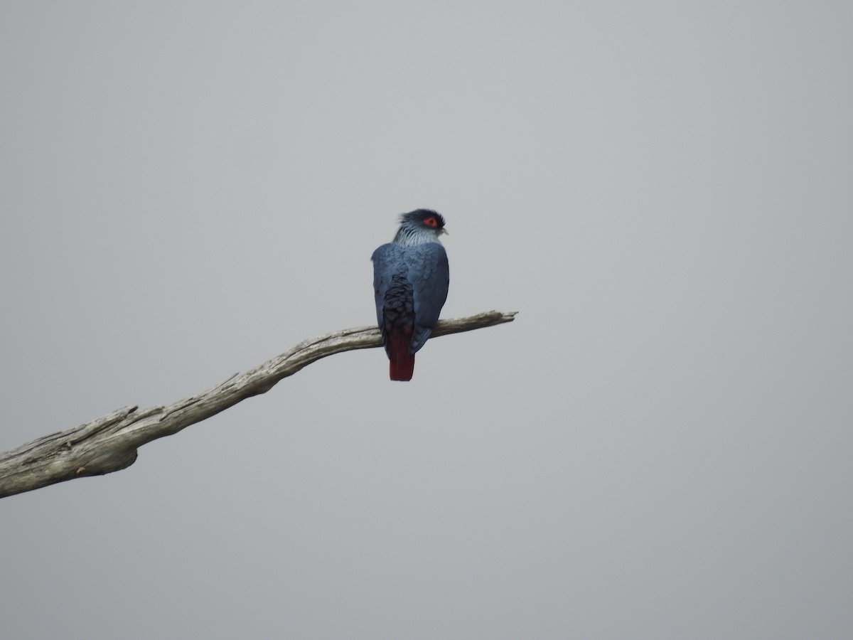 Madagascar Blue-Pigeon - ML620532596