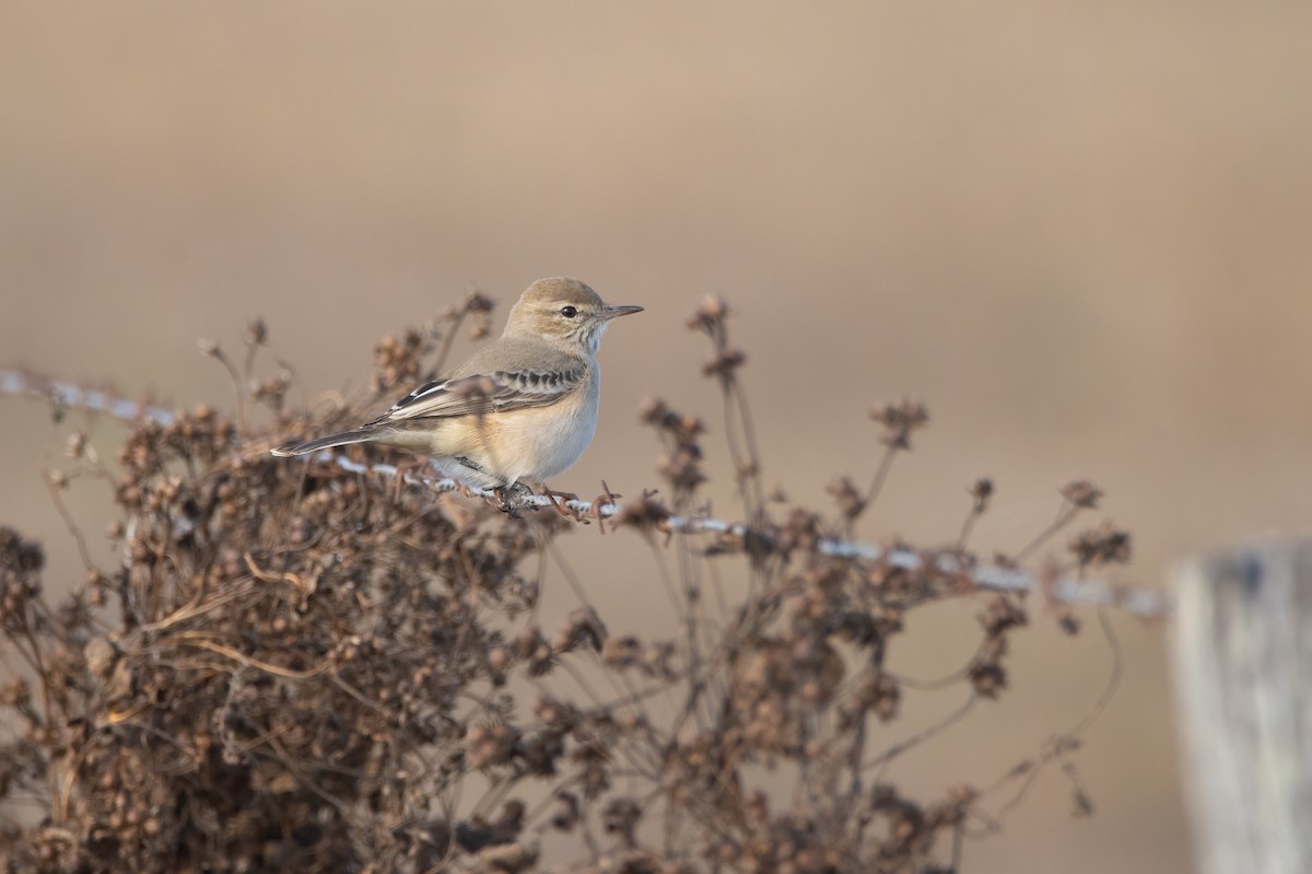 Lesser Shrike-Tyrant - ML620532600